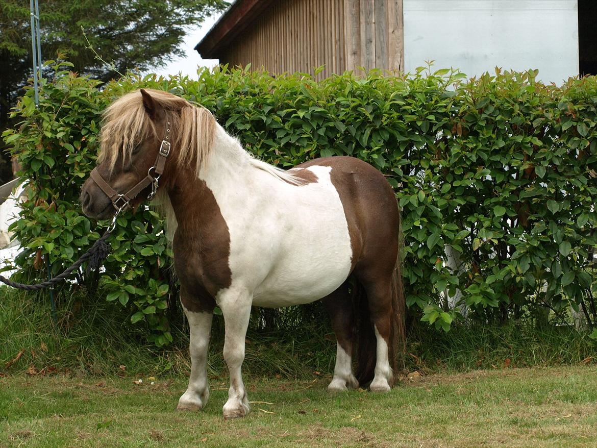 Shetlænder Simone Hagenstrup. SOLGT! billede 2