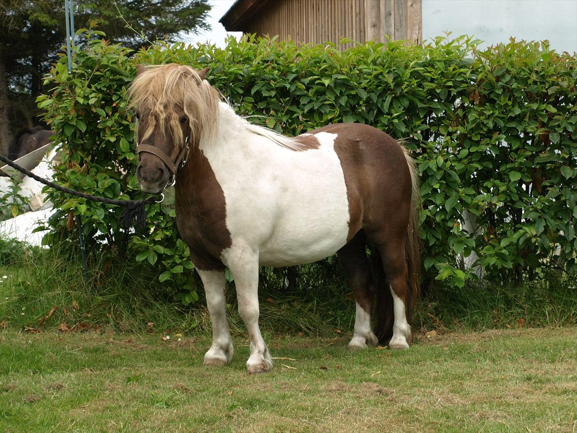 Shetlænder Simone Hagenstrup. SOLGT! billede 3