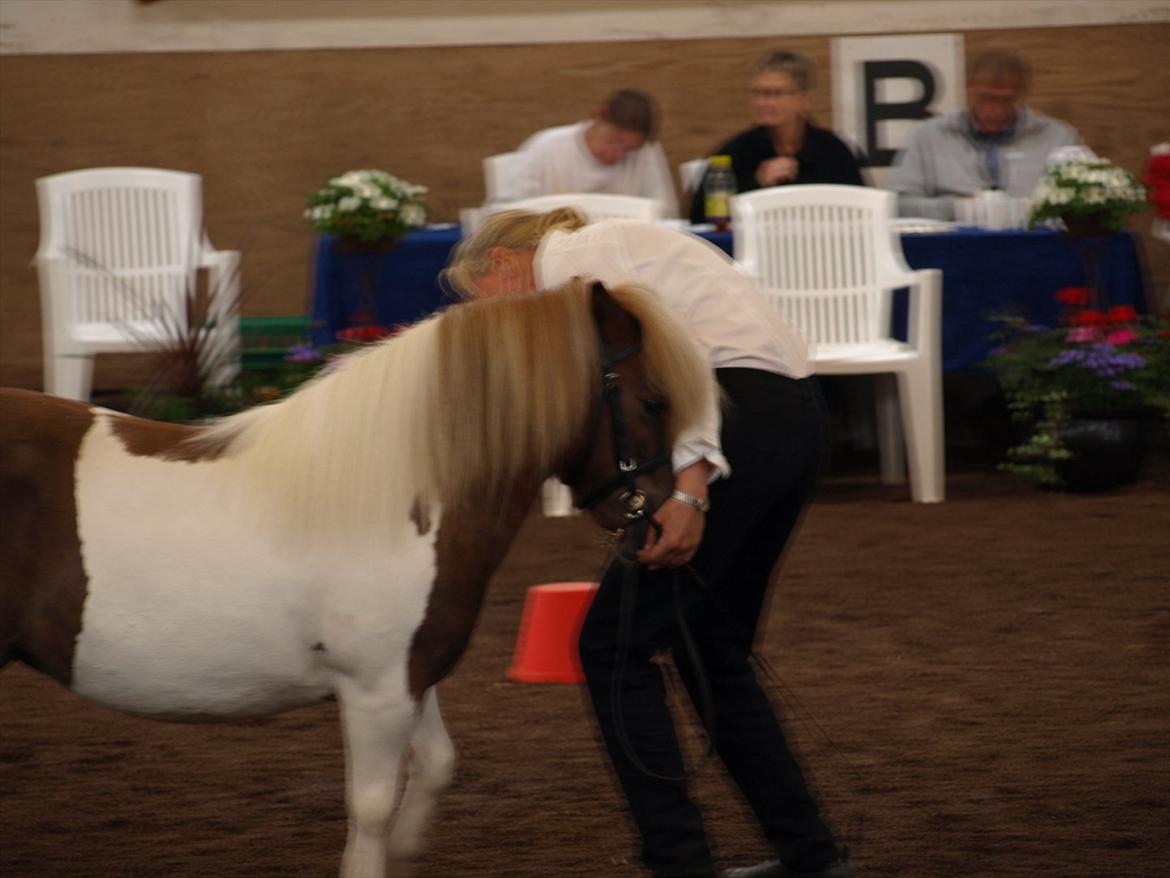 Shetlænder Simone Hagenstrup. SOLGT! billede 4