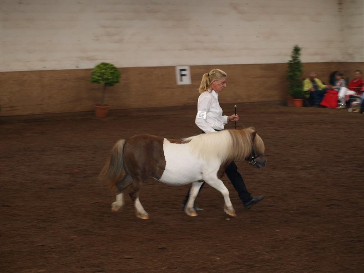 Shetlænder Simone Hagenstrup. SOLGT! billede 5
