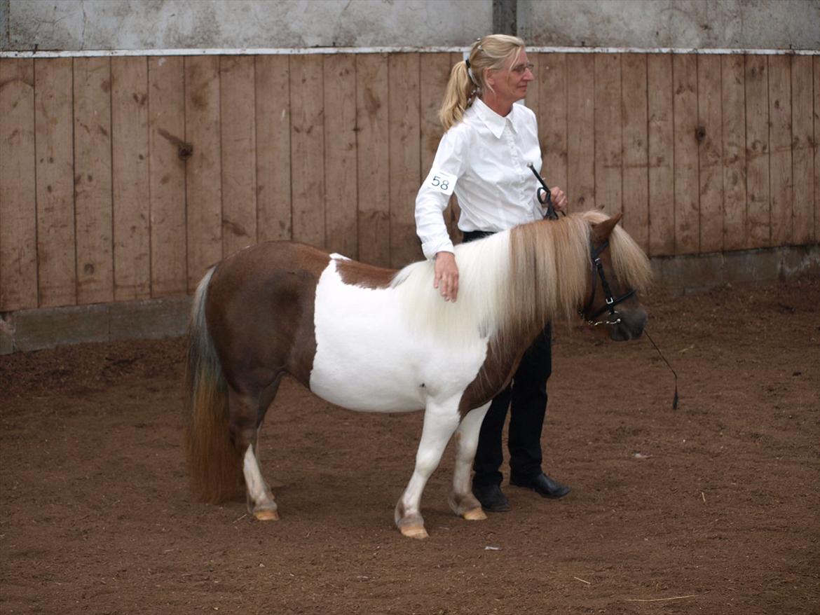 Shetlænder Simone Hagenstrup. SOLGT! billede 6
