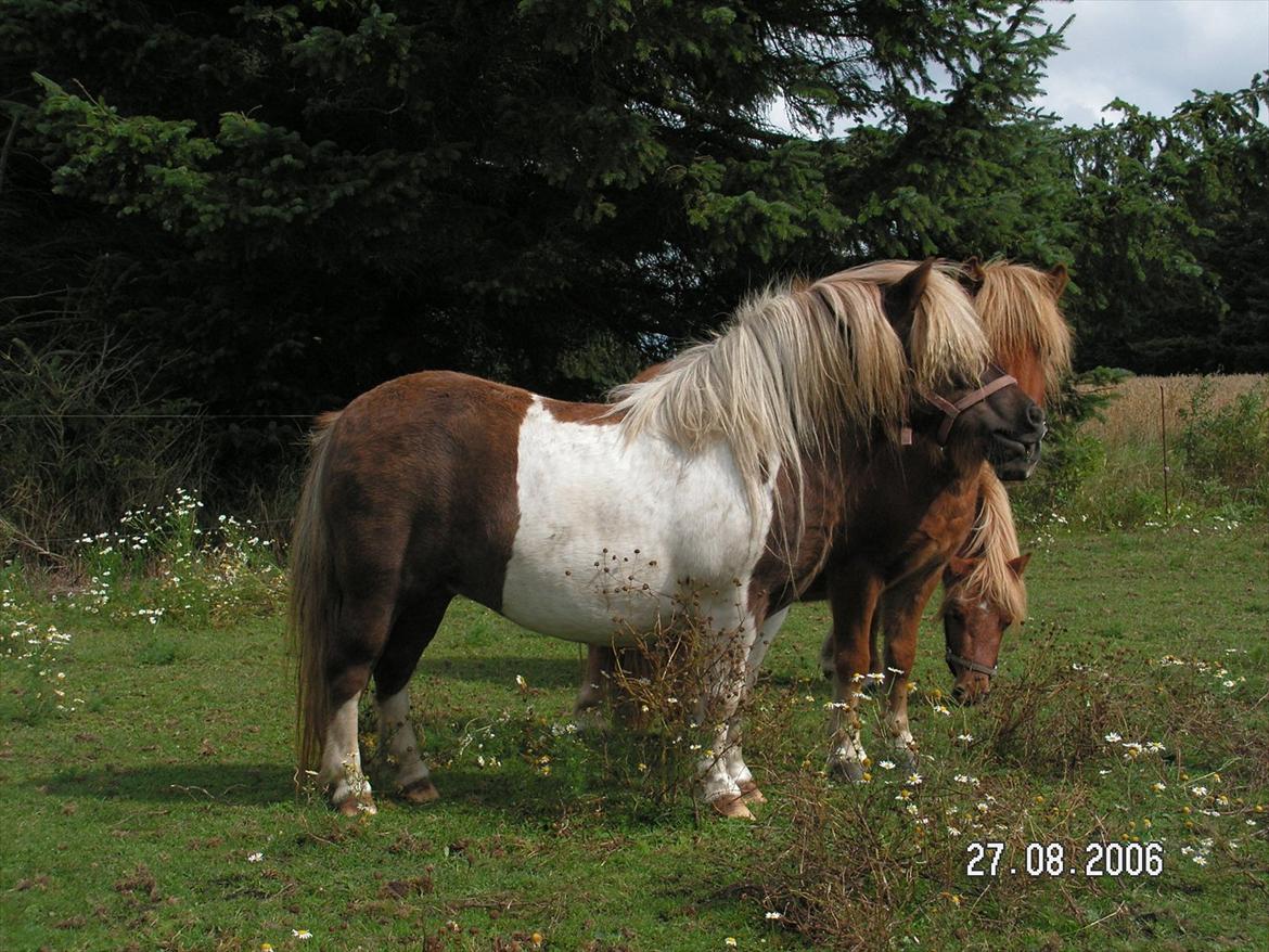 Shetlænder Simone Hagenstrup. SOLGT! billede 7
