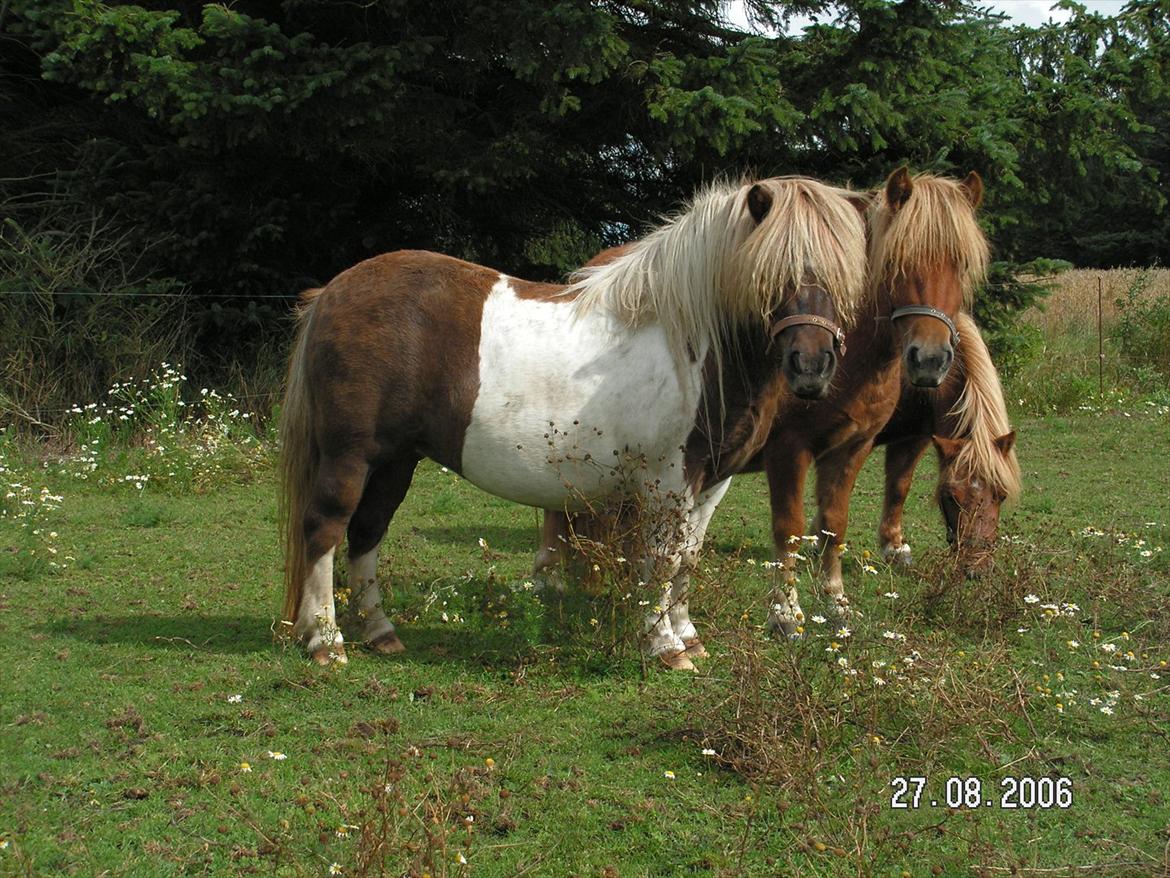 Shetlænder Simone Hagenstrup. SOLGT! billede 8