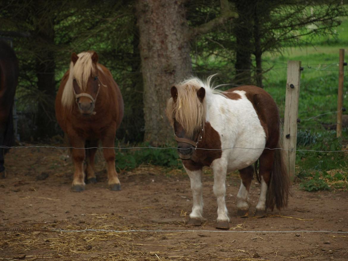 Shetlænder Simone Hagenstrup. SOLGT! billede 9