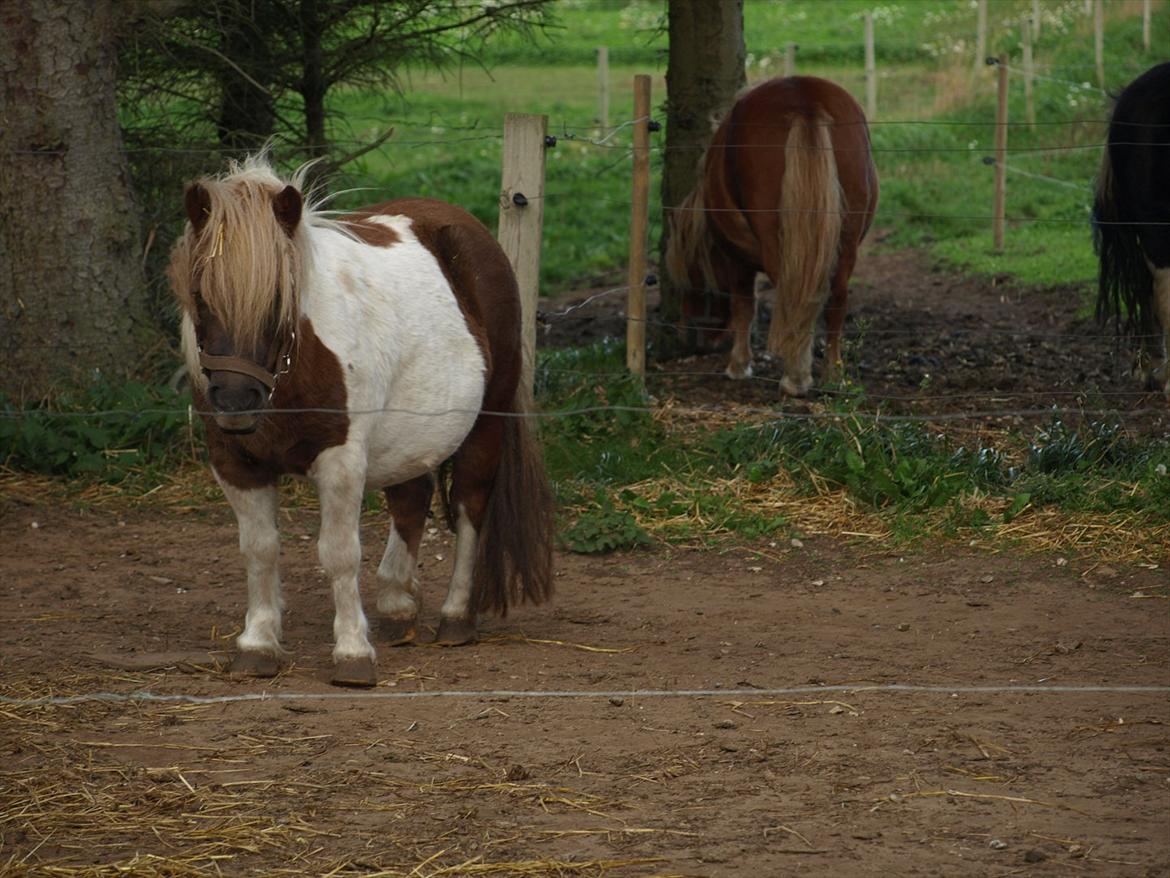 Shetlænder Simone Hagenstrup. SOLGT! billede 10