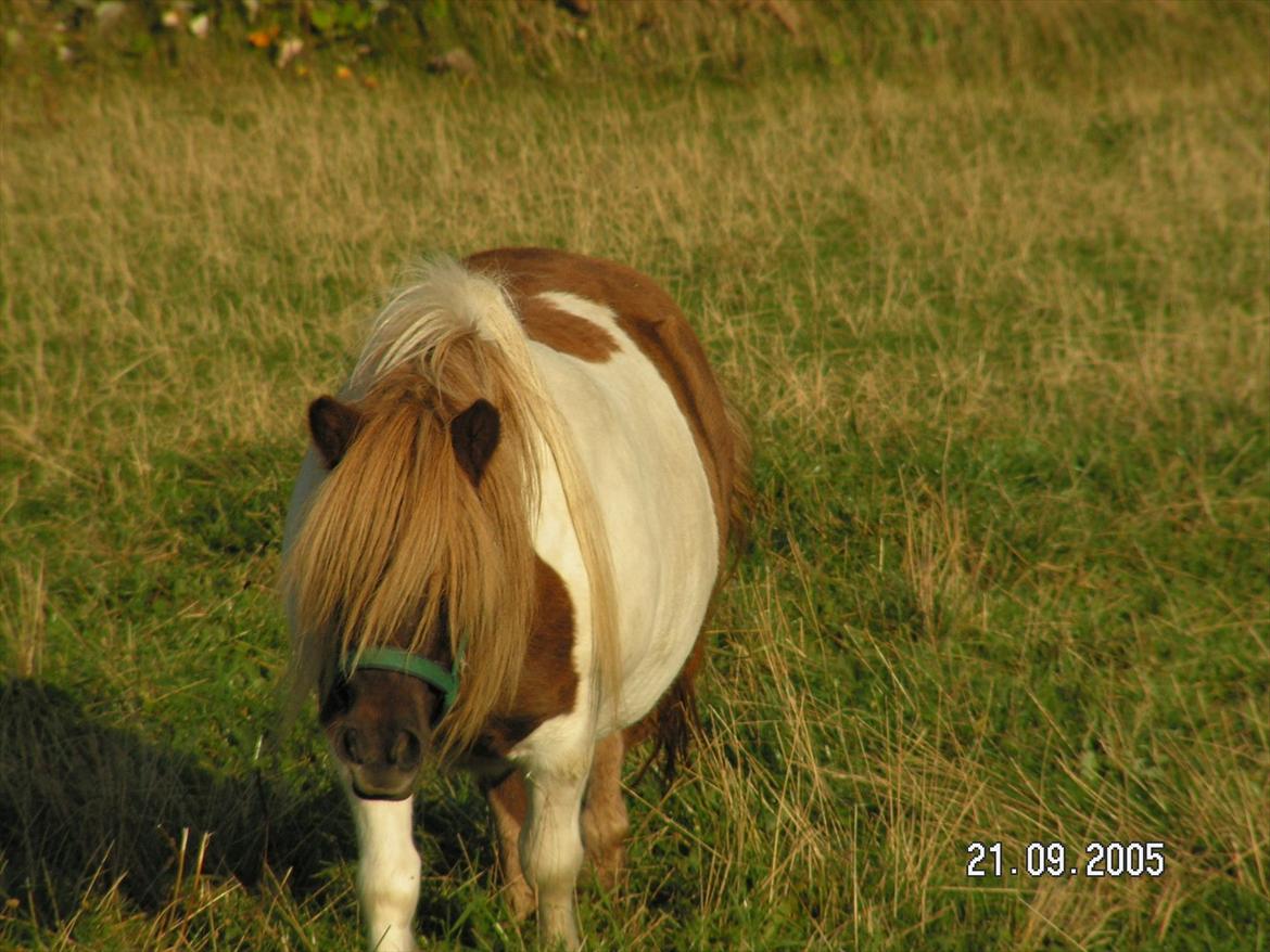 Shetlænder Simone Hagenstrup. SOLGT! billede 12