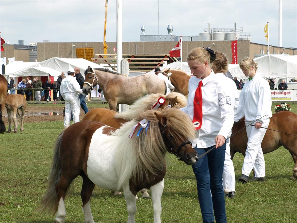 Shetlænder Simone Hagenstrup. SOLGT! billede 13