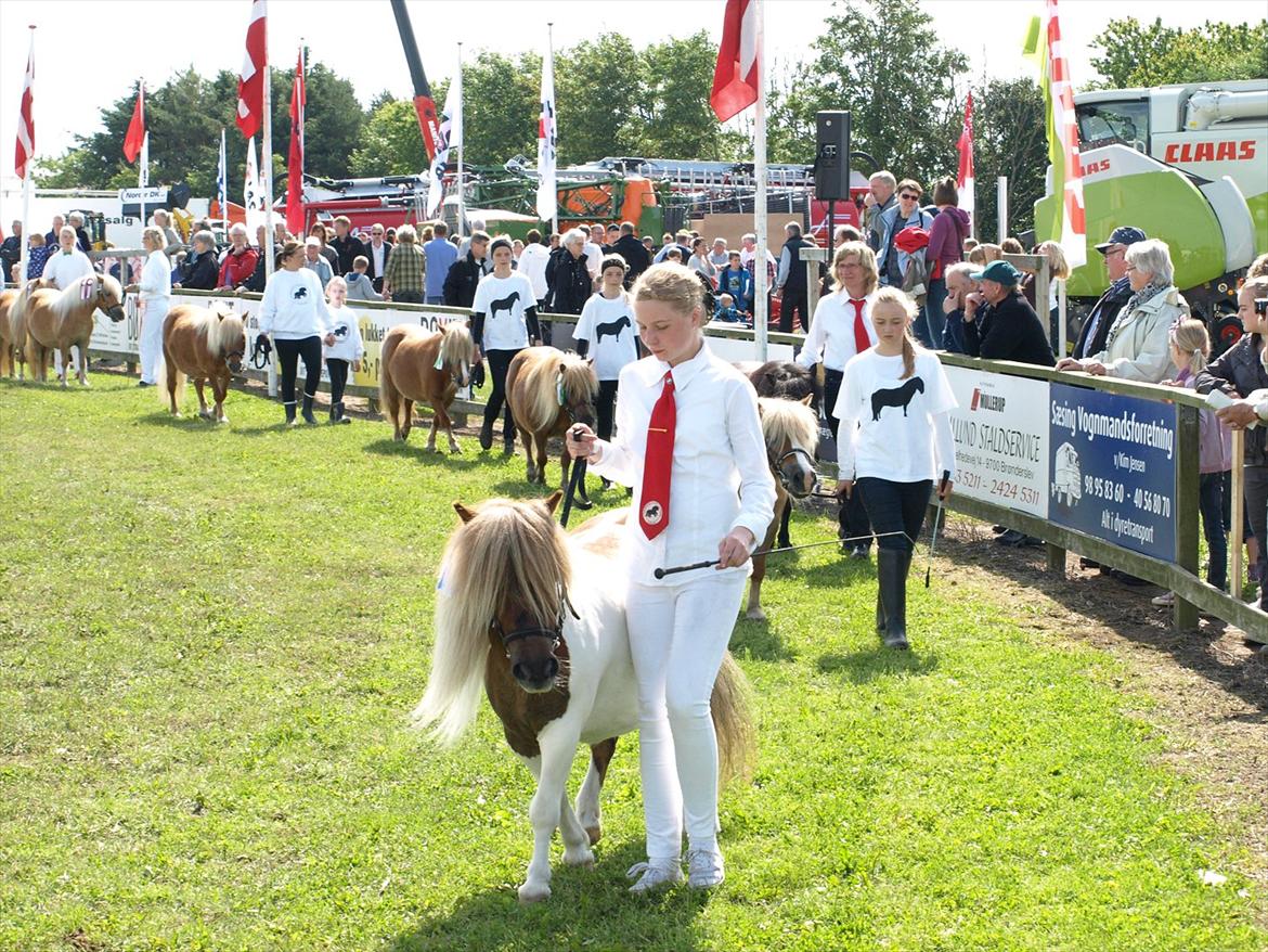 Shetlænder Simone Hagenstrup. SOLGT! billede 14