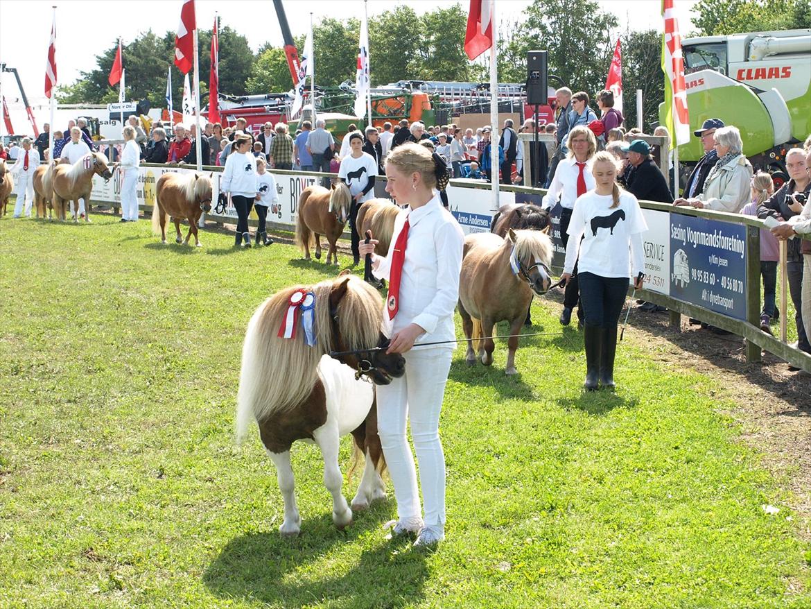 Shetlænder Simone Hagenstrup. SOLGT! billede 15