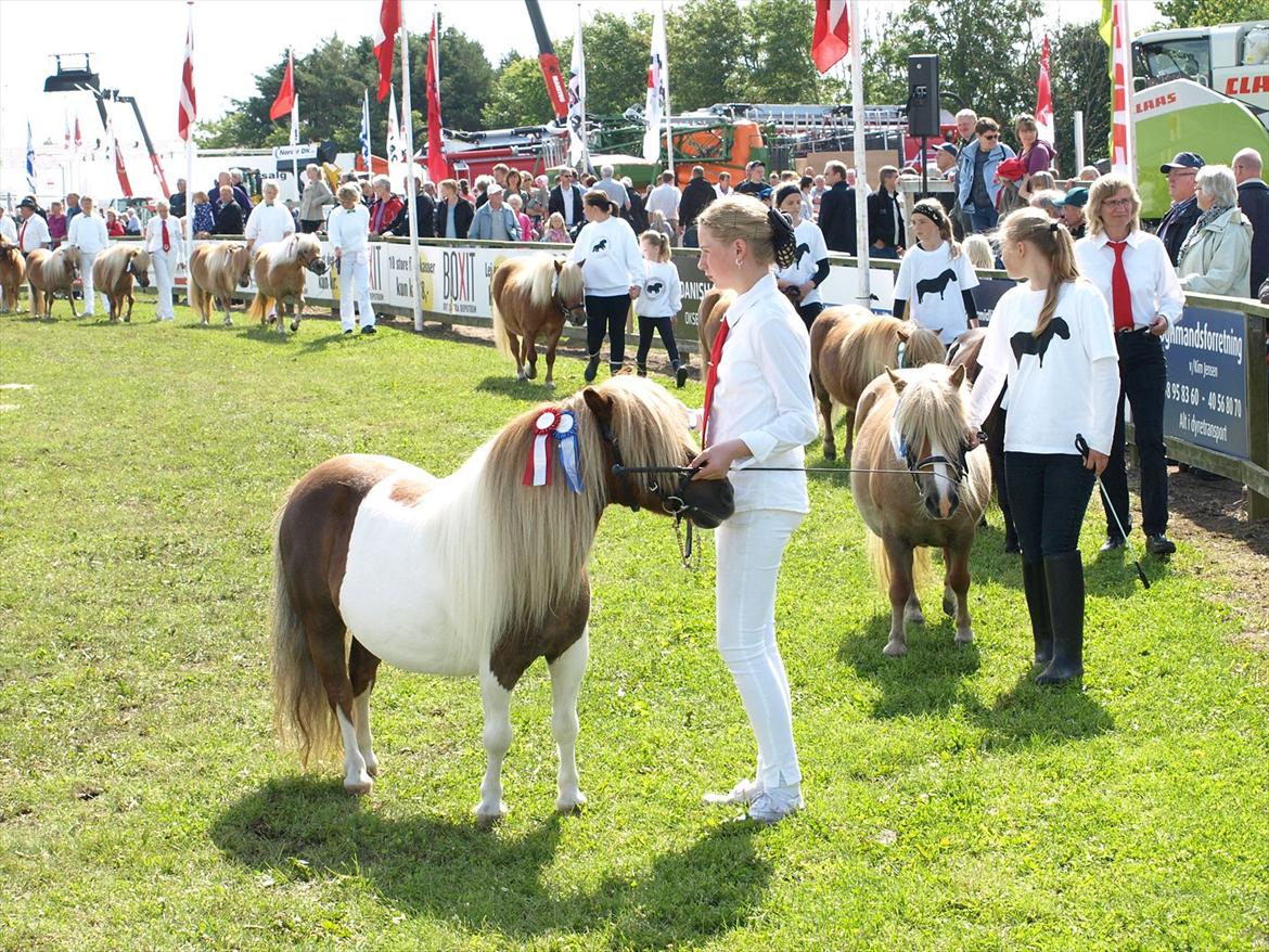 Shetlænder Simone Hagenstrup. SOLGT! billede 16