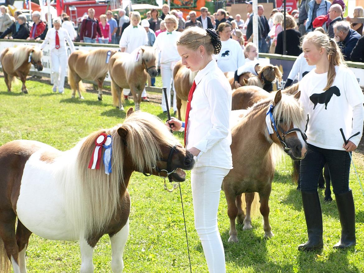 Shetlænder Simone Hagenstrup. SOLGT! billede 17