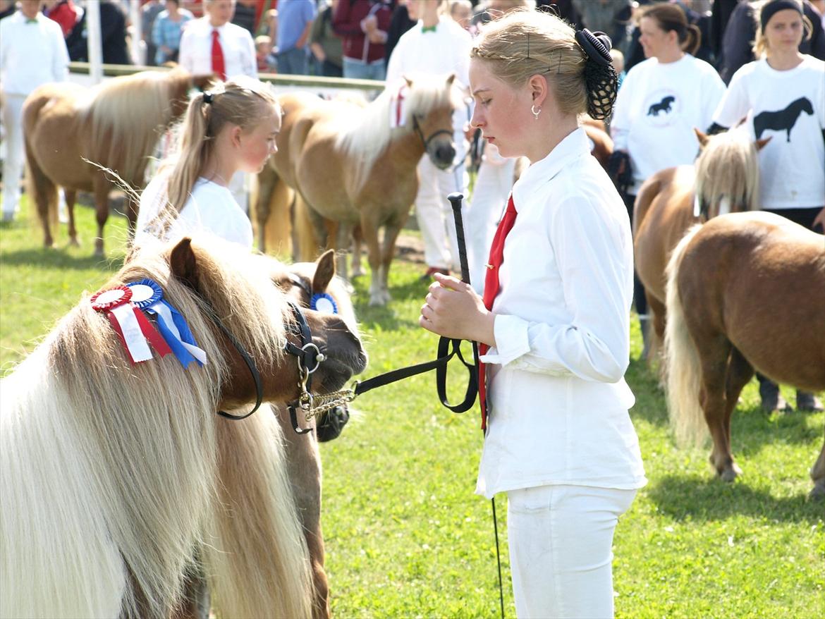 Shetlænder Simone Hagenstrup. SOLGT! billede 18