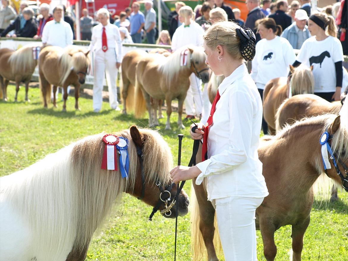 Shetlænder Simone Hagenstrup. SOLGT! billede 1