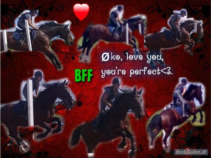 Anden særlig race Øko. billede 11