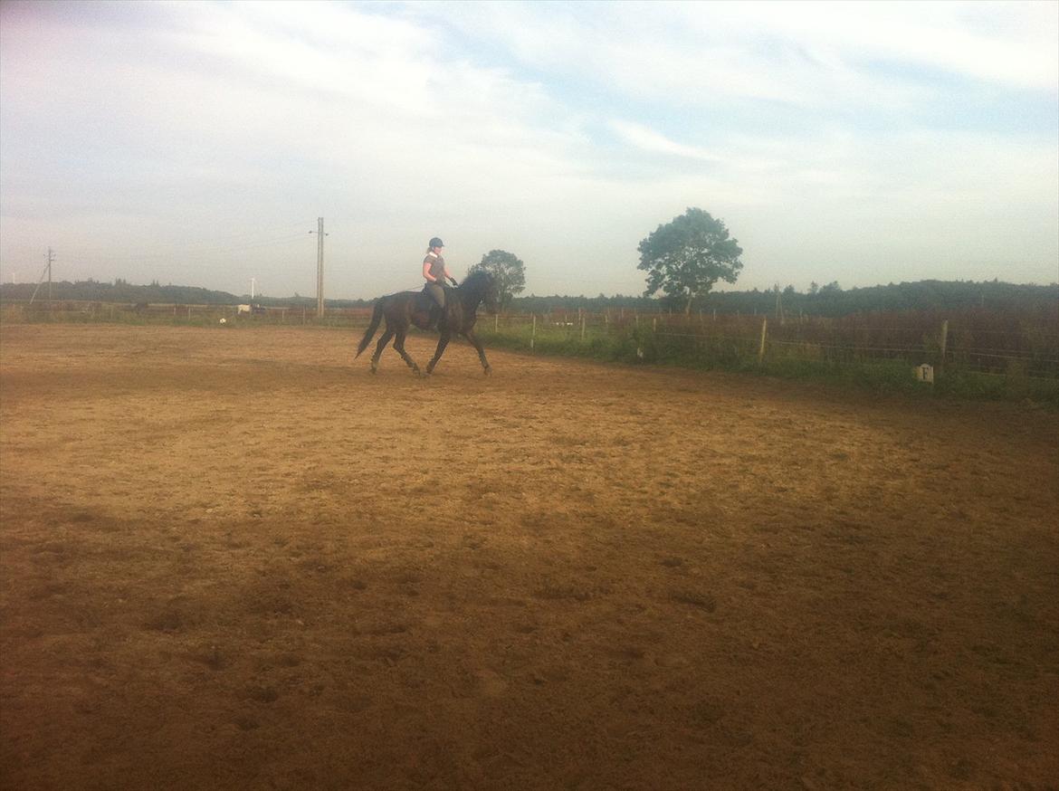 Dansk Varmblod Cæsar billede 12