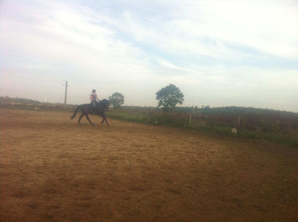 Dansk Varmblod Cæsar billede 13