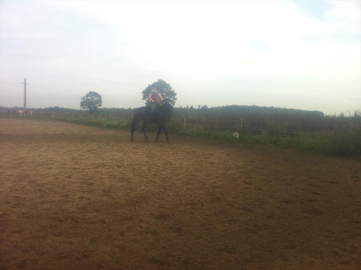 Dansk Varmblod Cæsar billede 14