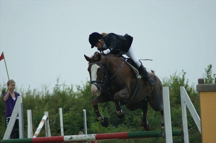 Hollandsk Varmblod WERONICA - lb i nyk.  dejlige tøss <3  billede 14