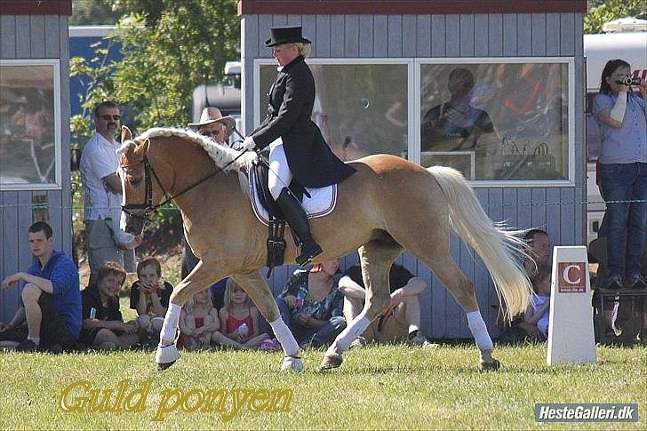 Haflinger Nenee -  Elitehoppe SOLGT billede 1