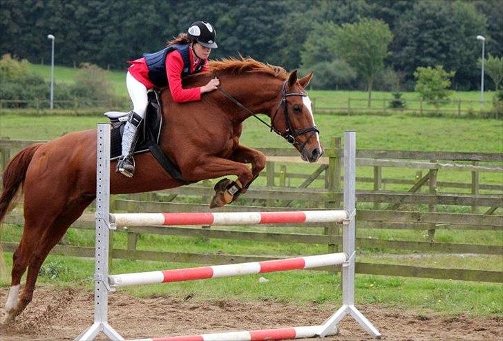 Dansk Varmblod Thekla - Velkommen til min profil. Kig dig gerne lidt omkring, og læg, derefter gerne en kommentar & en bedømmelse. - Ditte & jeg her flyvende over en LA** oxer! :-D billede 1