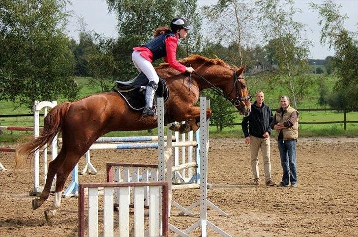 Dansk Varmblod Thekla - LA** Hopsa! første LA - 1, plads! seje dyr! billede 2