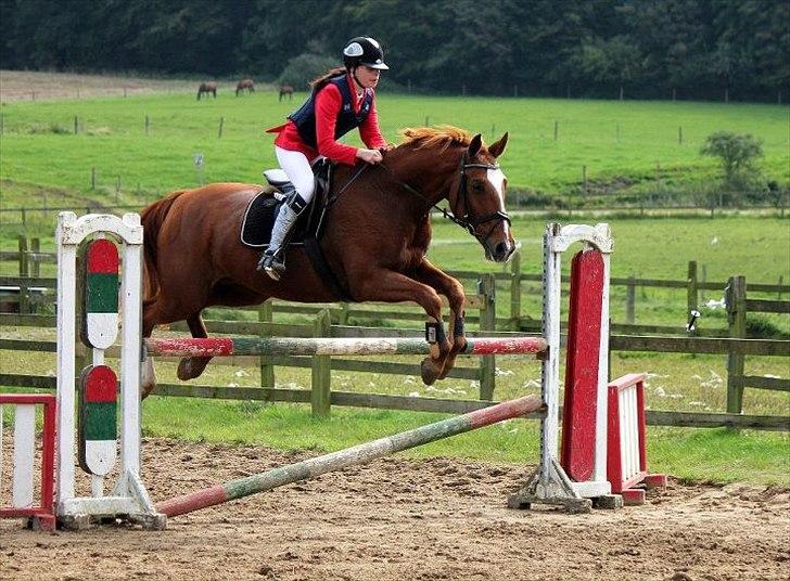 Dansk Varmblod Thekla - når jeg springer, er jeg i mit S! billede 3