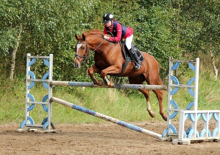 Dansk Varmblod Thekla - kom ikke og sig, at jeg ikke kan springe. billede 10