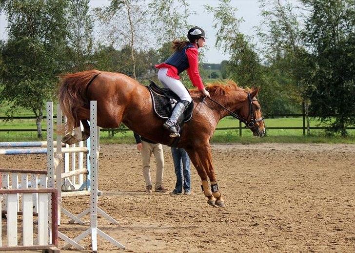 Dansk Varmblod Thekla - Jeg er altid klar på, at give min rytter en god tur!  billede 5