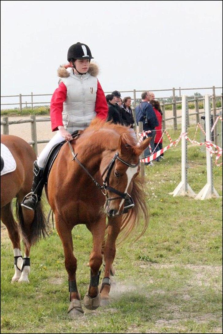 Dansk Varmblod Thekla - Opvarmning til farmlandcup i Hedensted. billede 6