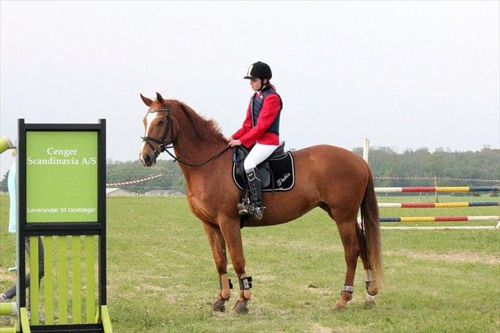 Dansk Varmblod Thekla - venter på min første plads i Hedensted!  billede 8