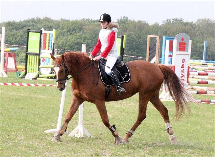 Dansk Varmblod Thekla - :-D.. billede 9