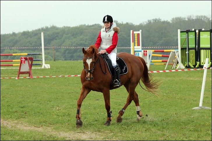 Dansk Varmblod Thekla - se, jeg kan også godt gå dressur. billede 11