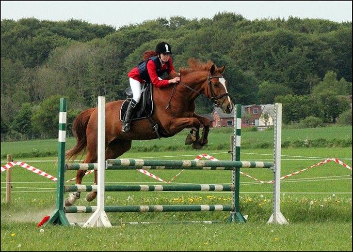 Dansk Varmblod Thekla - Til stævne i Hedensted. billede 12