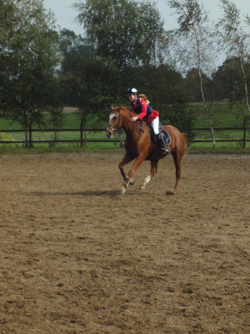 Dansk Varmblod Thekla - Det er bare fee' det her! tak for en super god runde, og ikke mindst en 1. plads! :-D billede 13