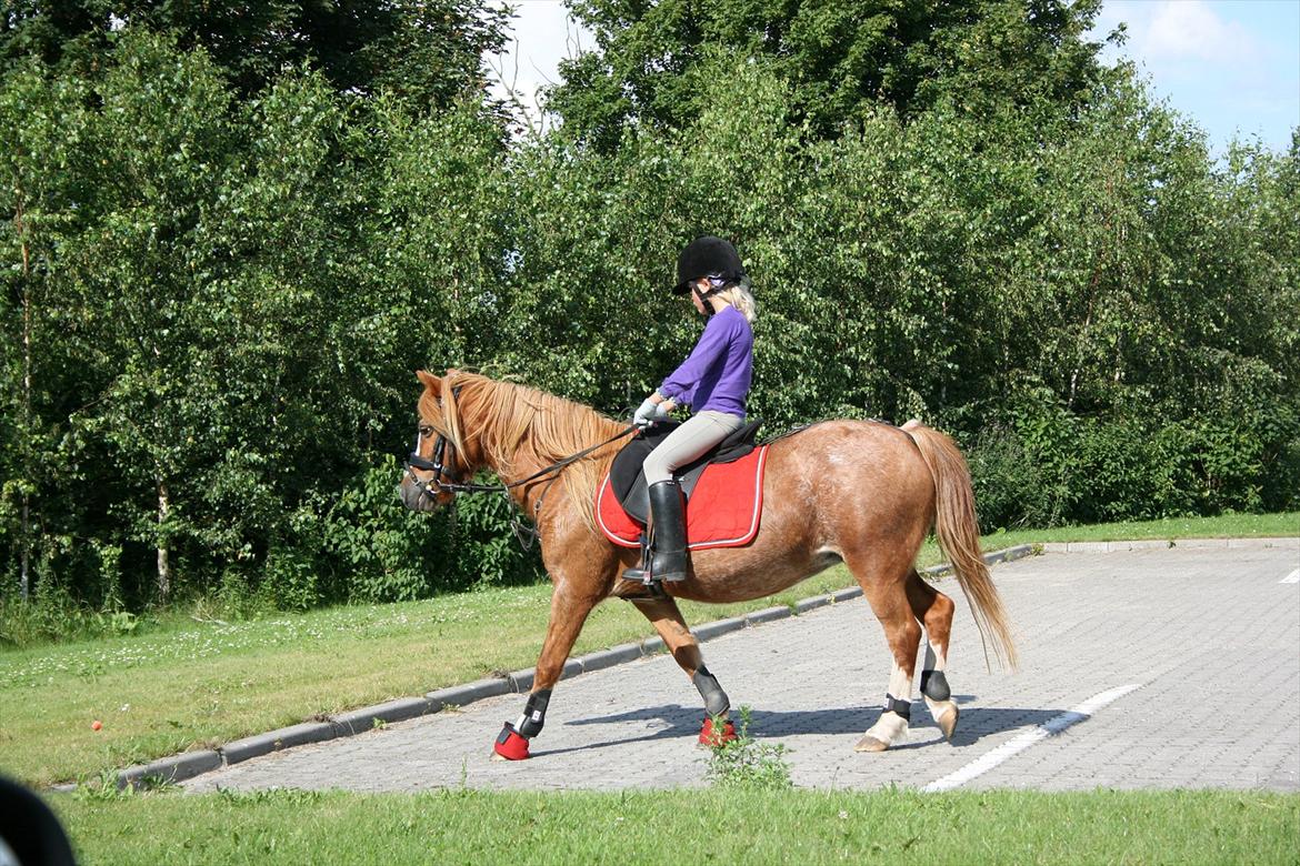 Anden særlig race Columbine (Givet væk) billede 10