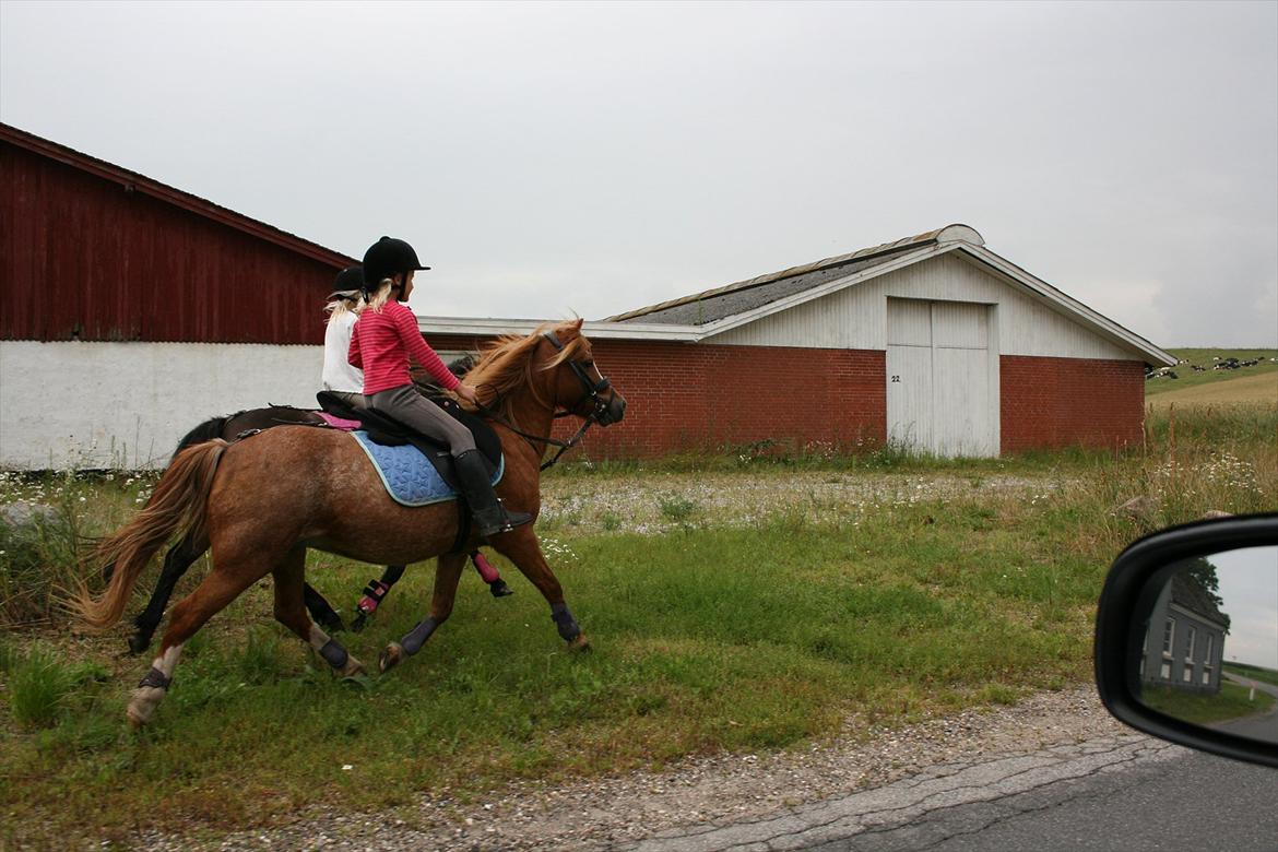 Anden særlig race Columbine (Givet væk) billede 11