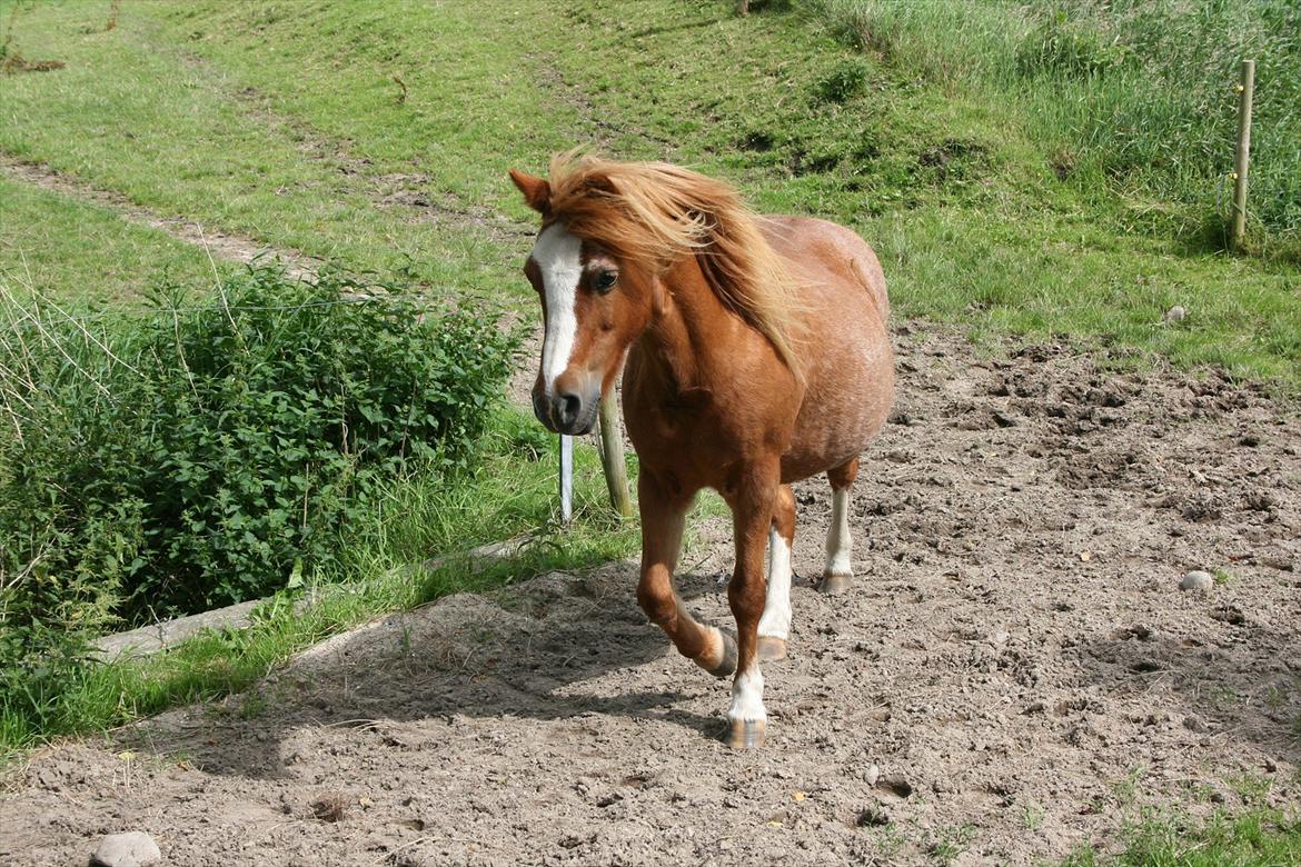 Anden særlig race Columbine (Givet væk) billede 12