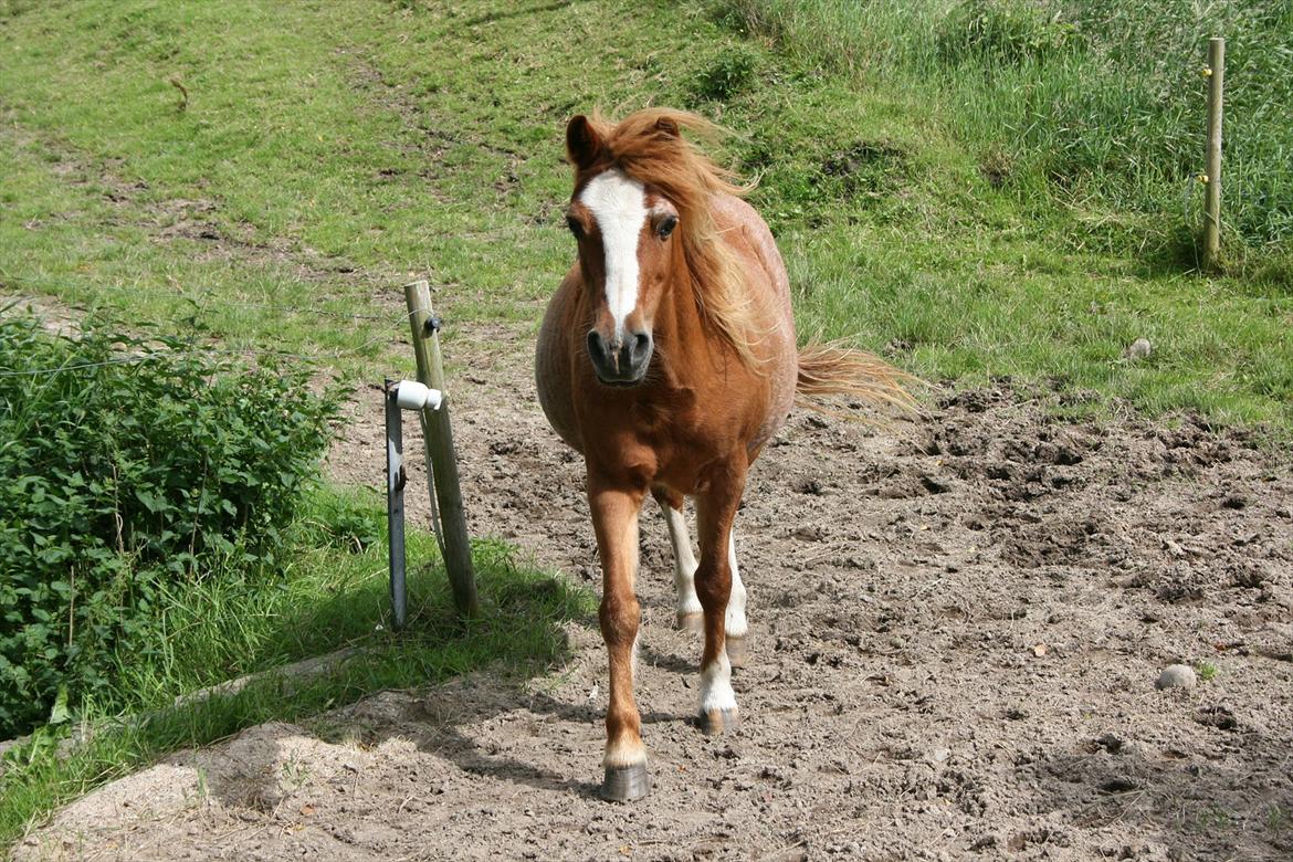 Anden særlig race Columbine (Givet væk) billede 13