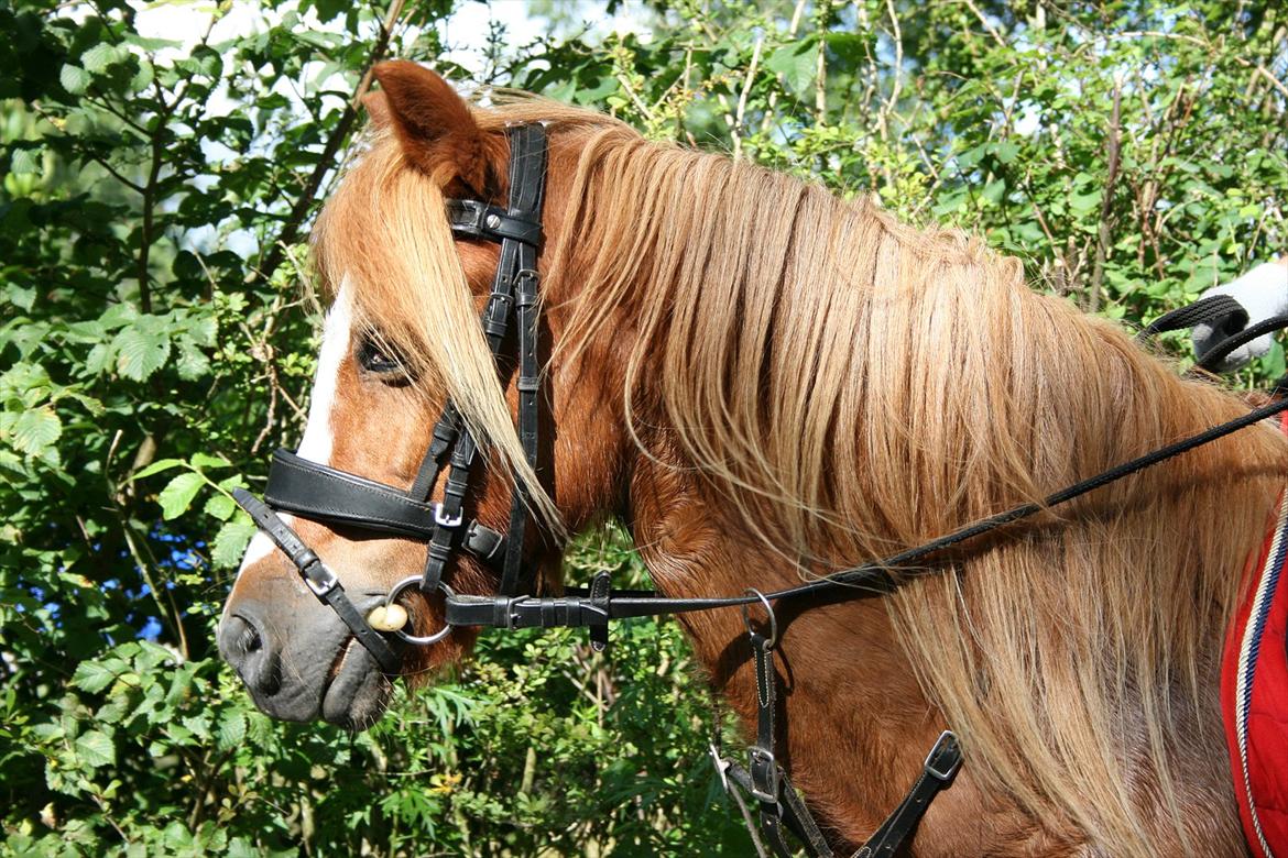 Anden særlig race Columbine (Givet væk) billede 14