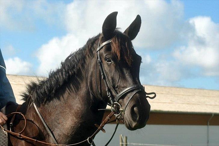 Pinto Thor<3 billede 1