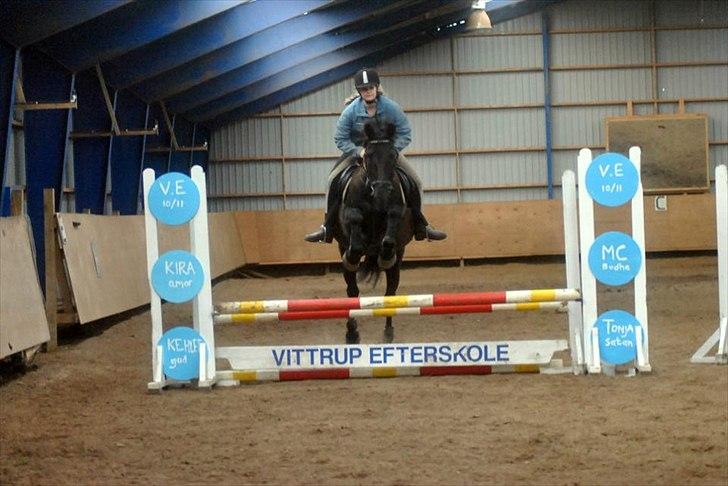 Pinto Thor<3 billede 2