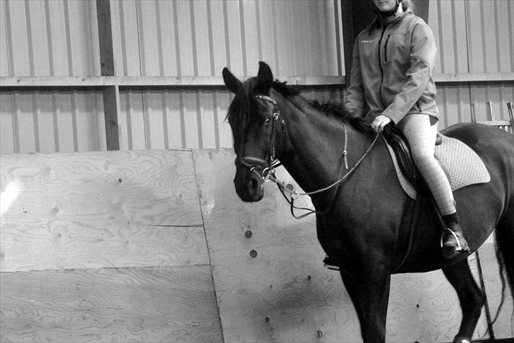 Pinto Thor<3 billede 3