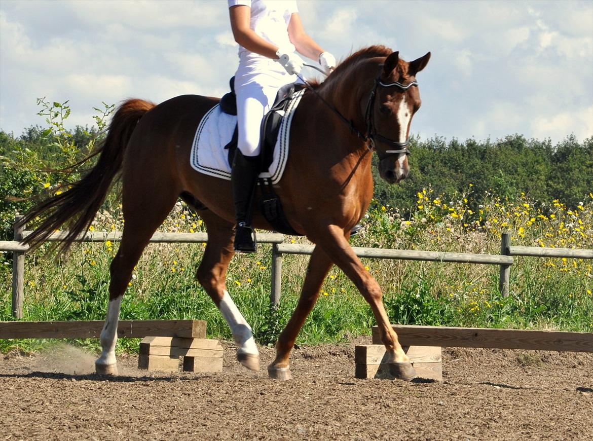 Hollandsk Sportspony Barrichello billede 1