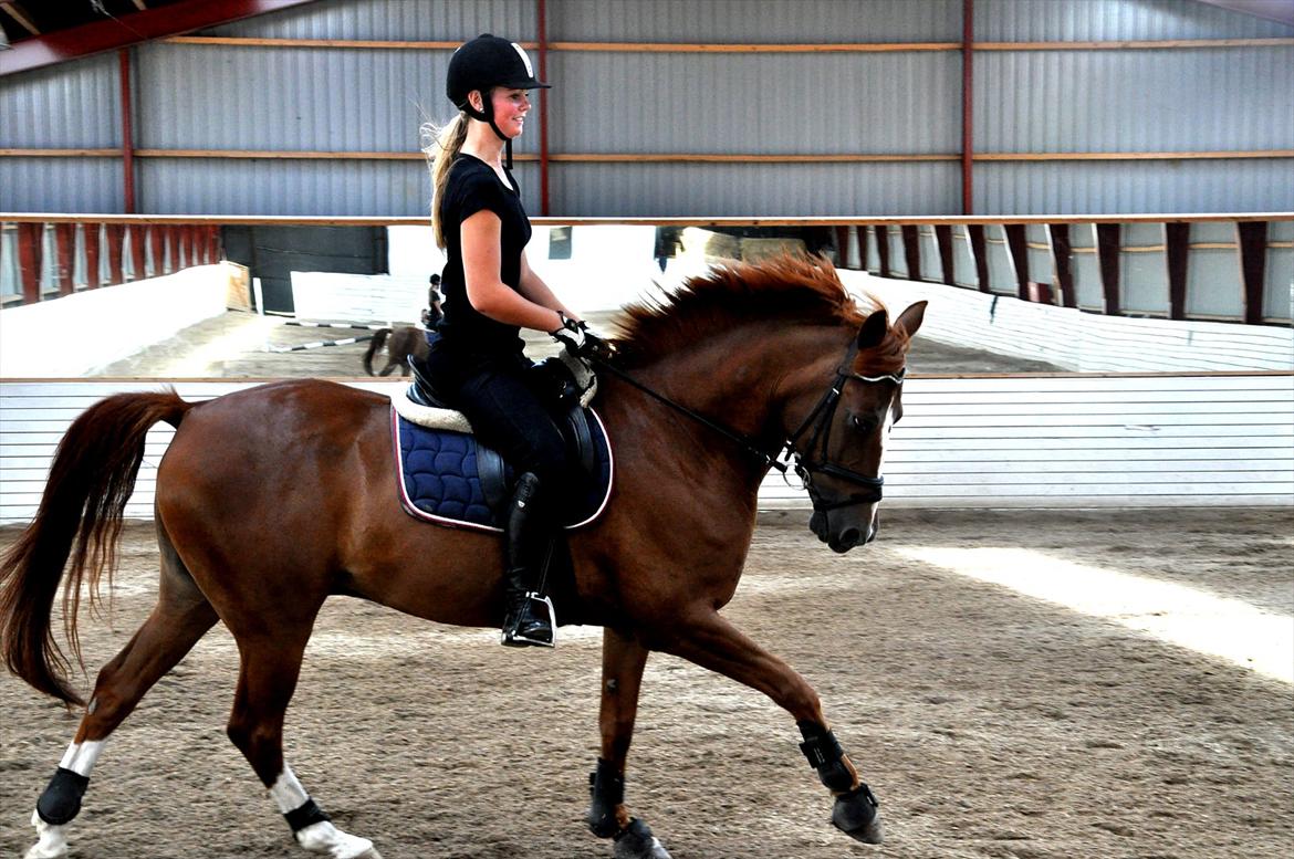 Hollandsk Sportspony Barrichello billede 5