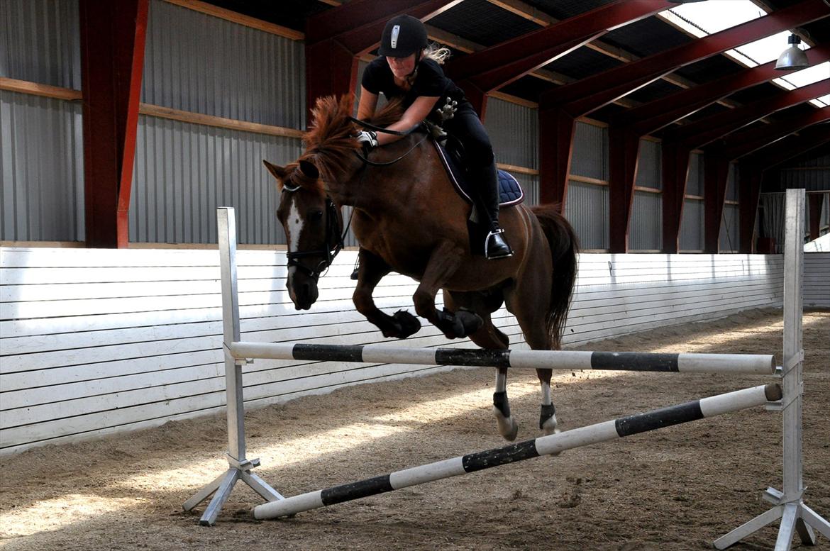 Hollandsk Sportspony Barrichello billede 6