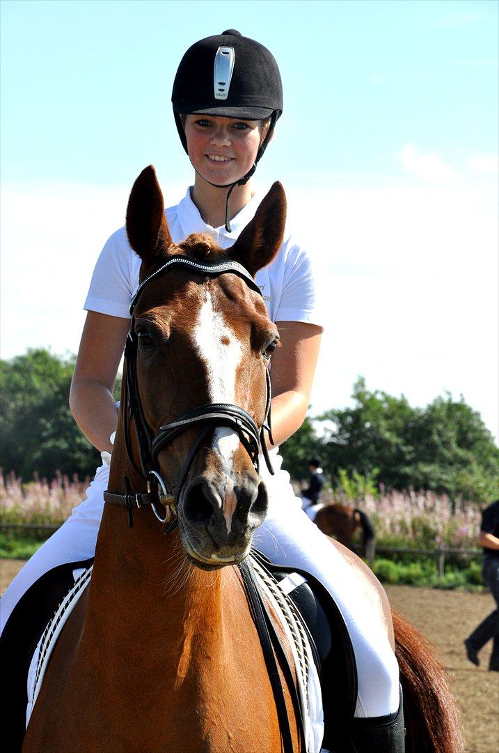 Hollandsk Sportspony Barrichello billede 7