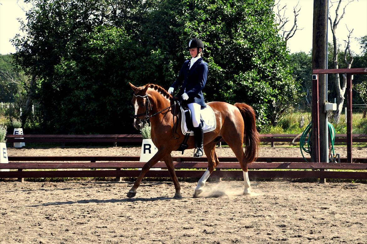 Hollandsk Sportspony Barrichello billede 8