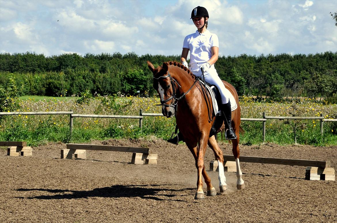 Hollandsk Sportspony Barrichello billede 9