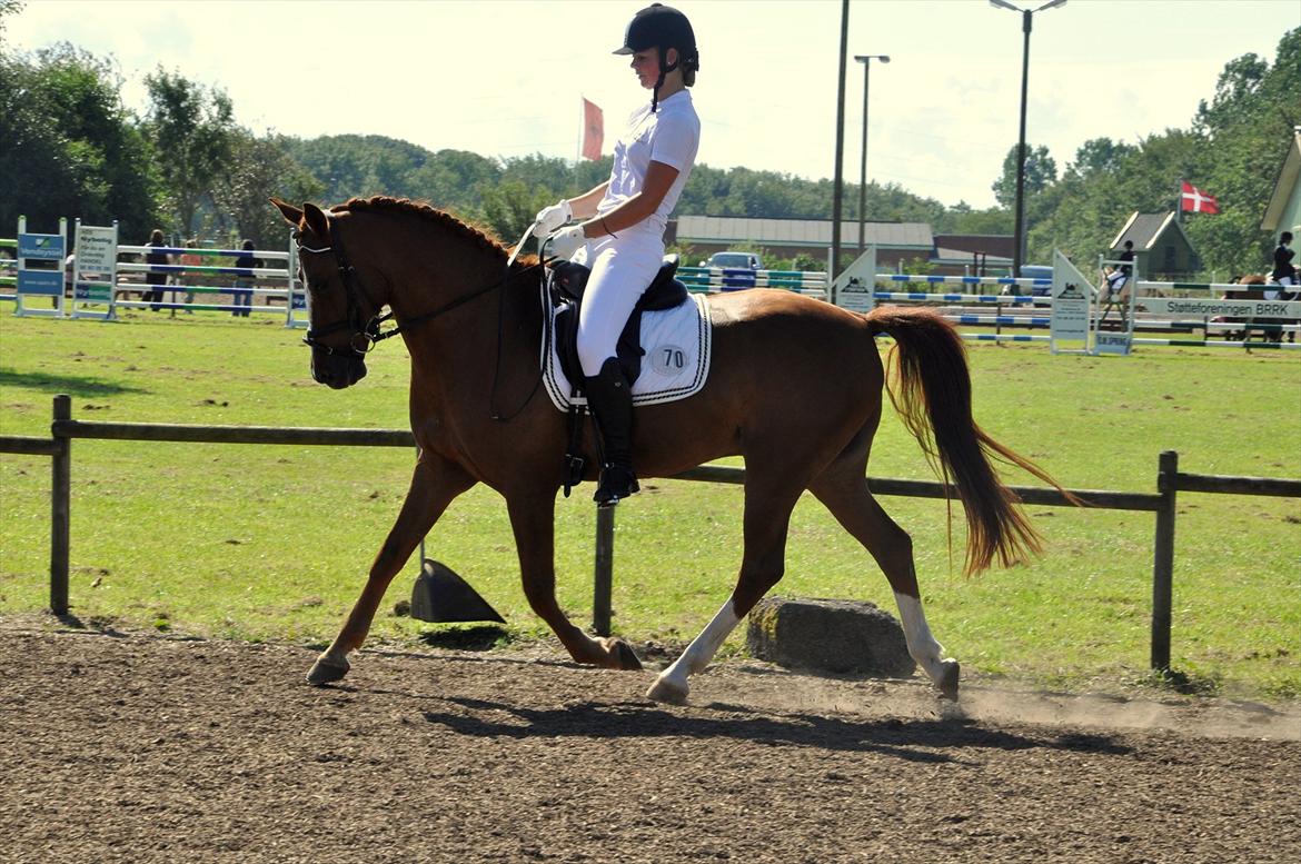 Hollandsk Sportspony Barrichello billede 11