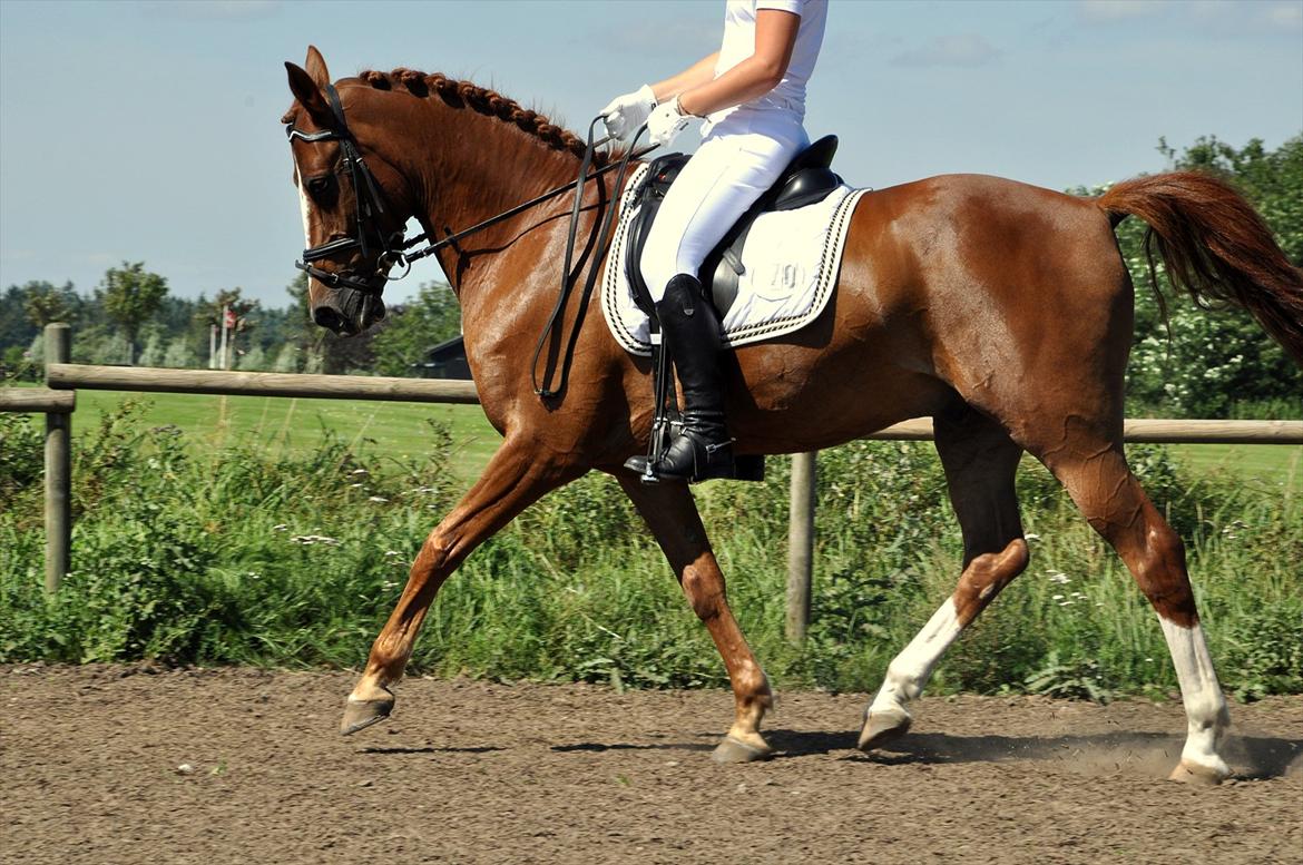 Hollandsk Sportspony Barrichello billede 12